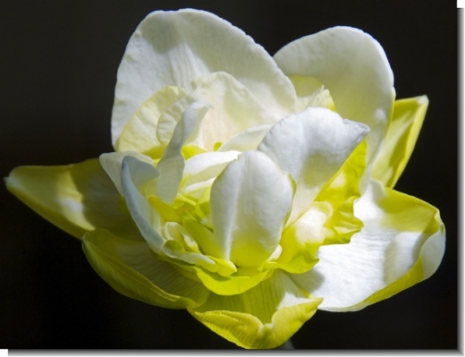 double flowererd daffodil 